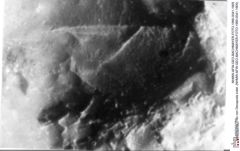 Historisches Foto von Decapoda indet. (NHMW-AFW-GEO-BACHMAYER-FOTO-1990-0041-1905)